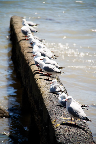 akaroa seagulls