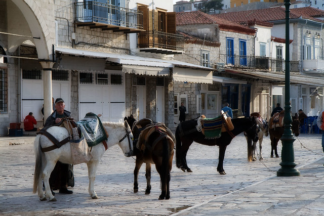 donkeys3.1