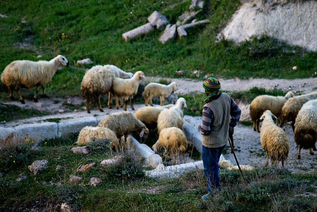 shepherd1
