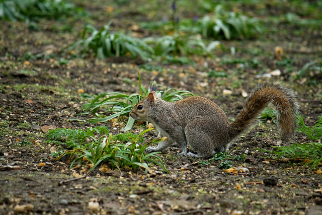 london st james squirrel