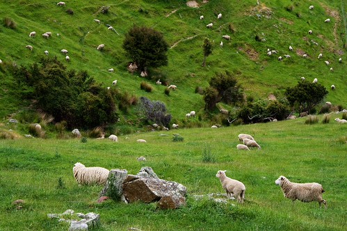 banks peninsula 9