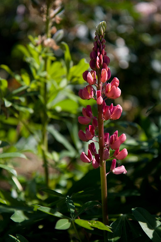 raspberry cafe flowers
