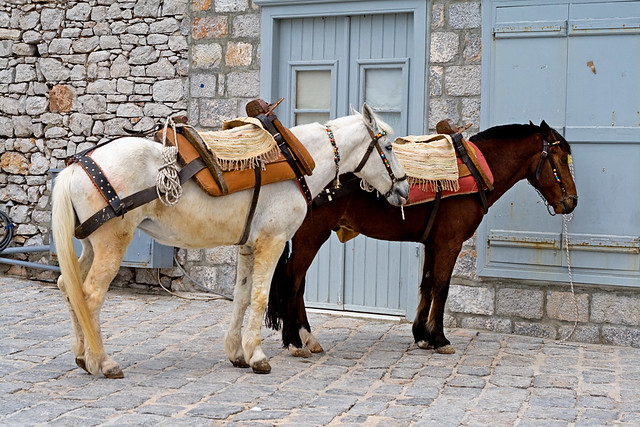 ponies