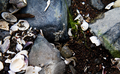 crabs