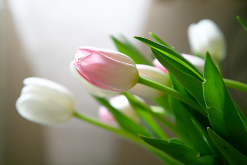 tulip
