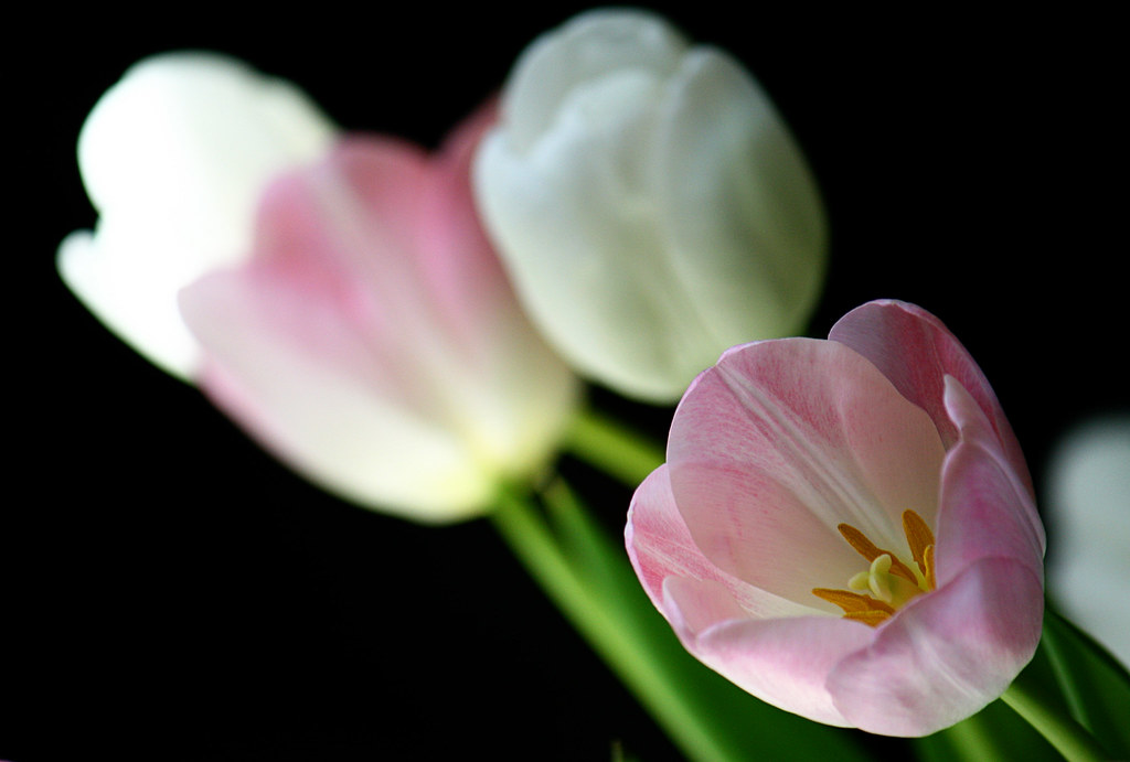 tulips1