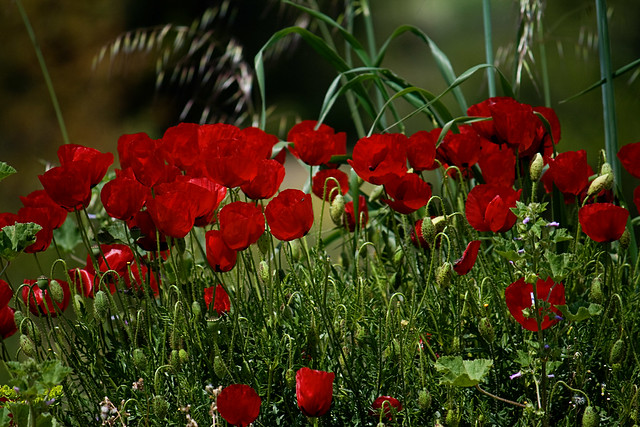 epidavros - poppies