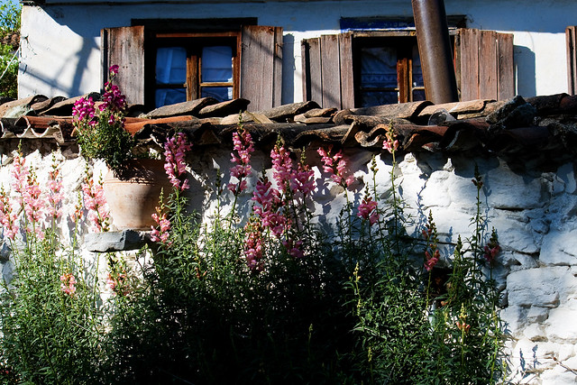 sirince - flowers