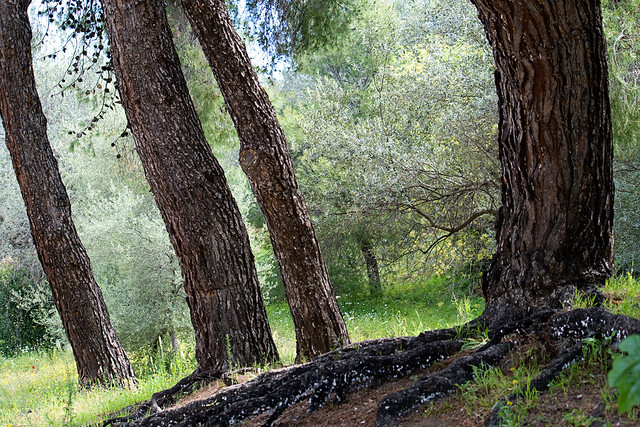 epidavros - tree1