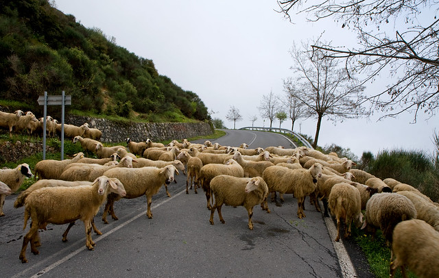 sheep3
