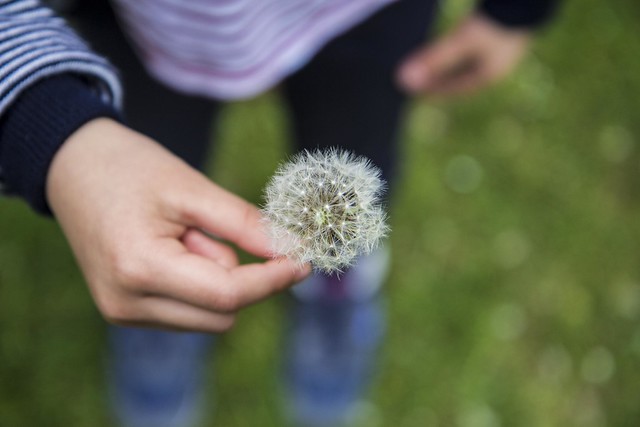 dandelion