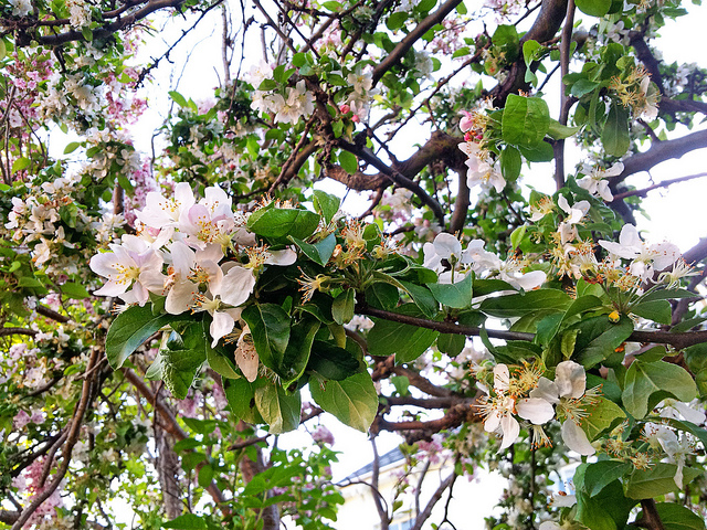 blossoms
