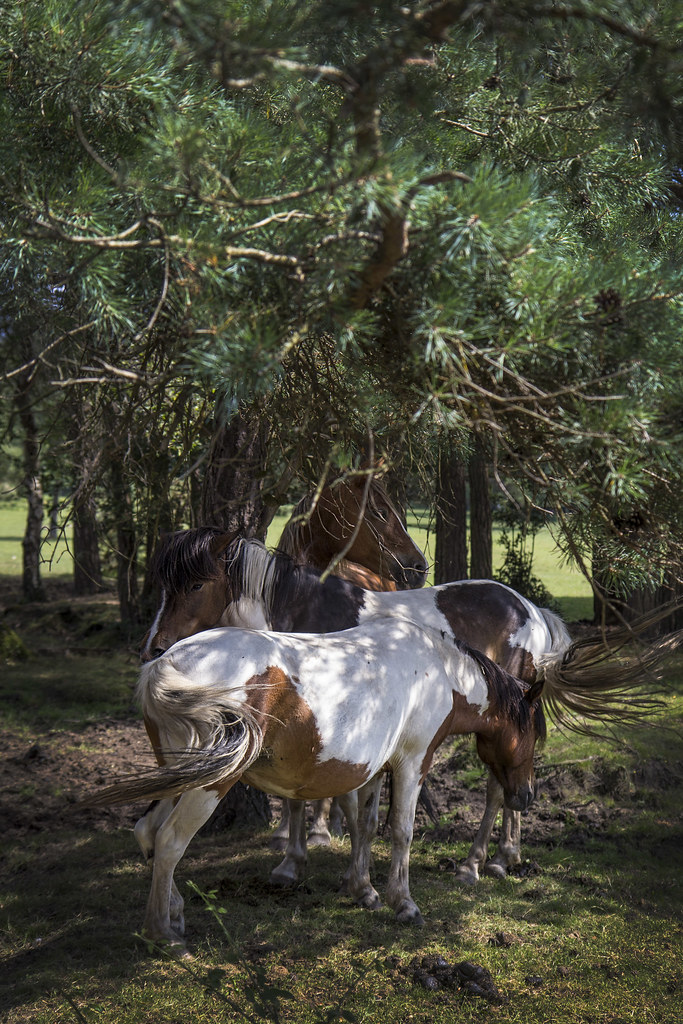 horses-under-shade