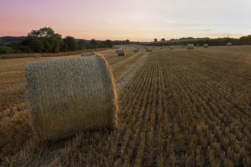 Tolpuddle-hay4