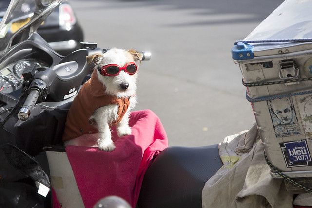 day3-cafedeflore_pooch