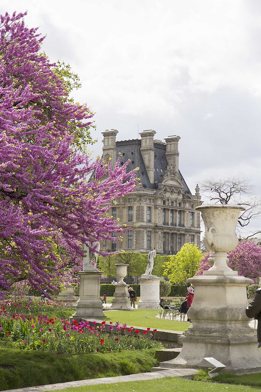 day3-tuilleries_cherryblossom