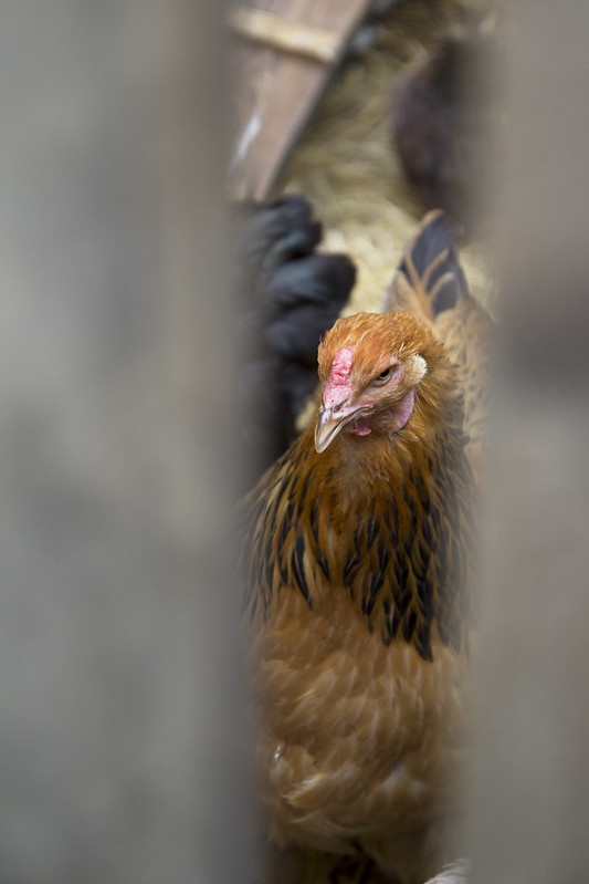 Merci-poulet