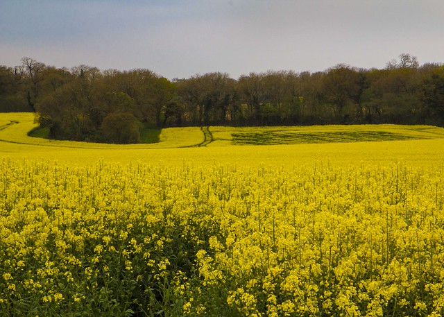 rapeseed2