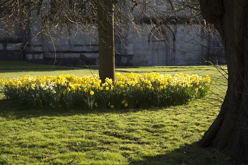 daffodils3