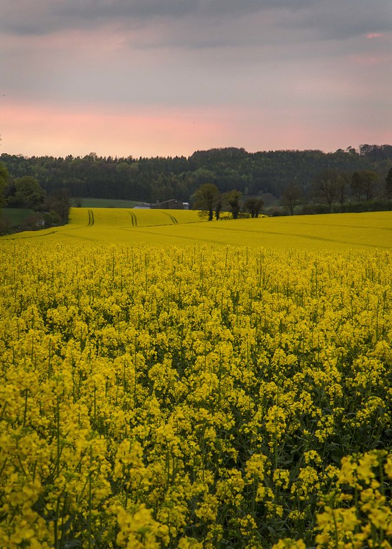 rapeseed