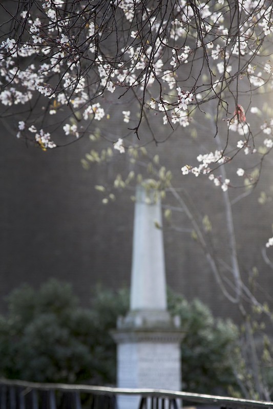 cherryblossoms2