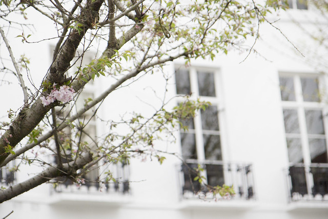cherryblossom