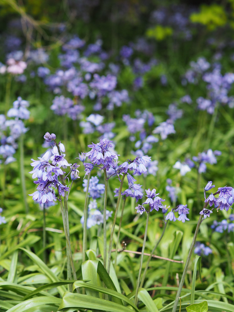 bluebells