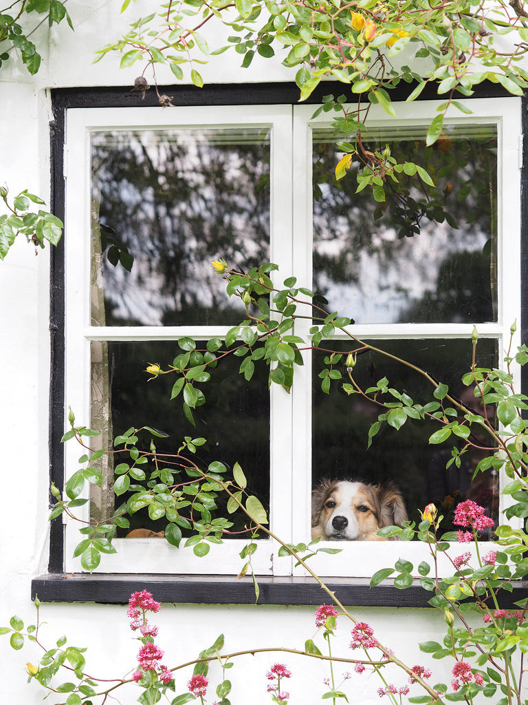chilbolton-dog