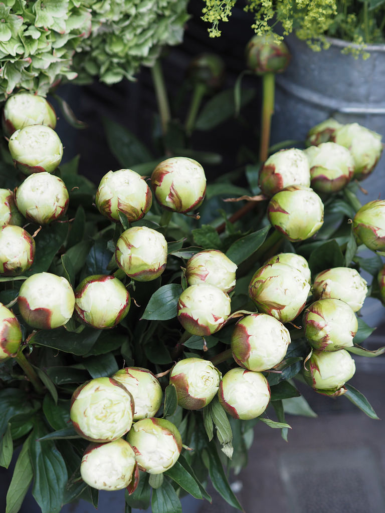 liberty-peonies